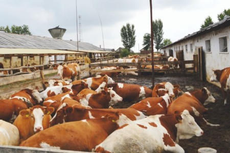 Facem Consultanţă pentru Performanţă! Facem Consultanţă pentru Performanţă!