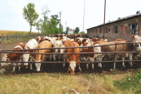 Facem Consultanţă pentru Performanţă! Facem Consultanţă pentru Performanţă!