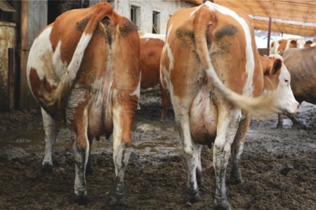 Facem Consultanţă pentru Performanţă! Facem Consultanţă pentru Performanţă!