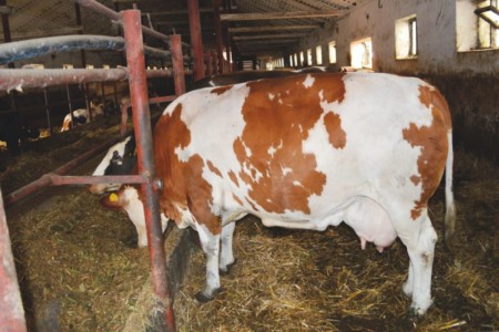 Facem Consultanţă pentru Performanţă! Facem Consultanţă pentru Performanţă!