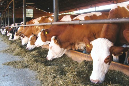 Facem Consultanţă pentru Performanţă! Facem Consultanţă pentru Performanţă!