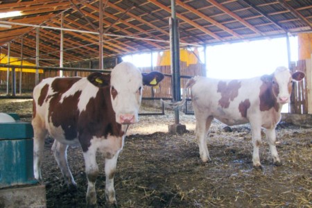 Facem Consultanţă pentru Performanţă! Facem Consultanţă pentru Performanţă!