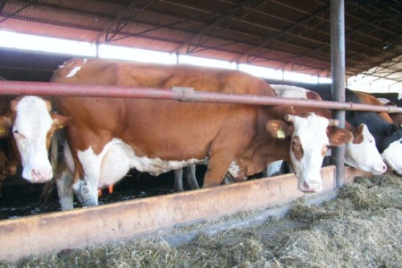 Facem Consultanţă pentru Performanţă! Facem Consultanţă pentru Performanţă!