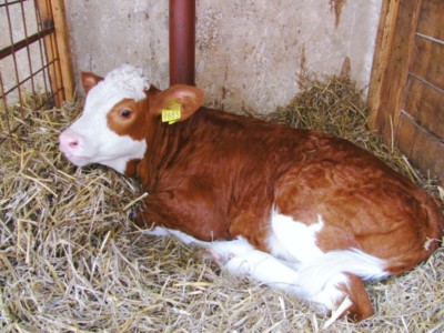 Facem Consultanţă pentru Performanţă! Facem Consultanţă pentru Performanţă!