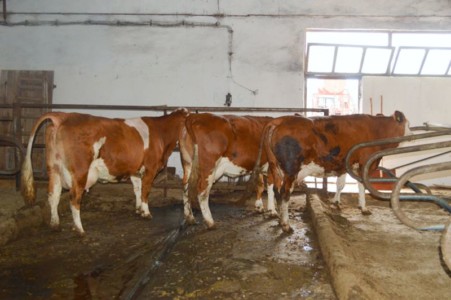 Facem Consultanţă pentru Performanţă! Facem Consultanţă pentru Performanţă!