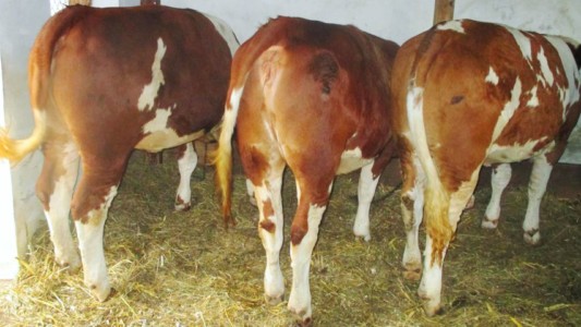 Facem Consultanţă pentru Performanţă! Facem Consultanţă pentru Performanţă!