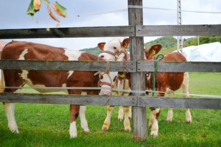 Facem Consultanţă pentru Performanţă! Facem Consultanţă pentru Performanţă!