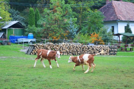 Facem Consultanţă pentru Performanţă! Facem Consultanţă pentru Performanţă!