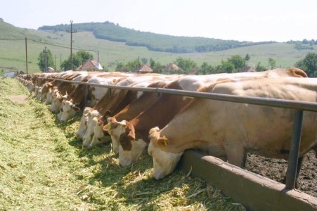 Facem Consultanţă pentru Performanţă! Facem Consultanţă pentru Performanţă!