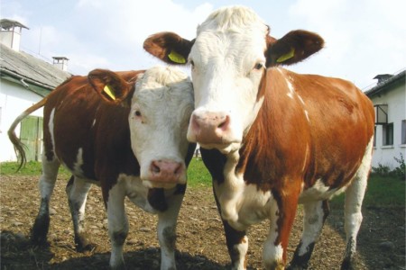 Facem Consultanţă pentru Performanţă! Facem Consultanţă pentru Performanţă!