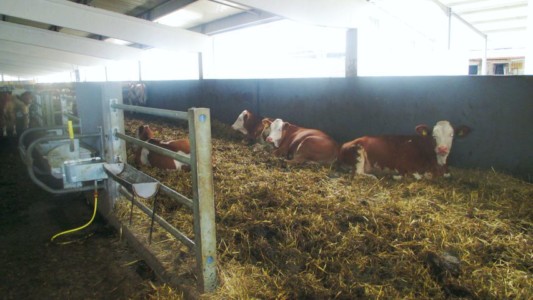 Facem Consultanţă pentru Performanţă! Facem Consultanţă pentru Performanţă!