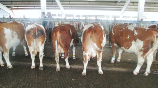 Facem Consultanţă pentru Performanţă! Facem Consultanţă pentru Performanţă!