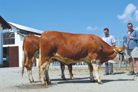 Facem Consultanţă pentru Performanţă! Facem Consultanţă pentru Performanţă!