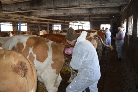 Insamantare artificiala la bovine (IA)