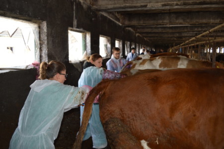 Insamantare artificiala la bovine (IA)