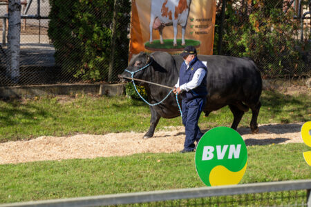 Semtest BVN, Material seminal taur, Parada Taurilor 2026 – a XXIV-a ediție 54 Parada Taurilor 2026