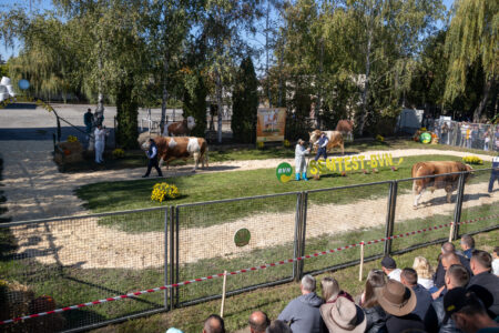 Semtest BVN, Material seminal taur, Parada Taurilor 2026 – a XXIV-a ediție 46 Parada Taurilor 2026